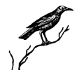 13 Ways (bird)